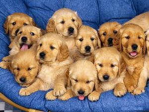 Golden Retriever Pup