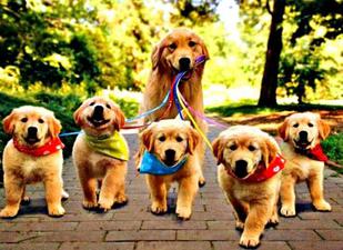 Buy Golden Retriever Puppies Here