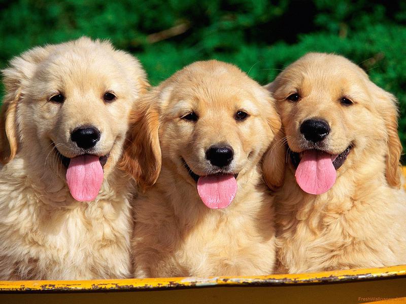 Golden Retrievers for Sale